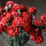carnation-1488929_640